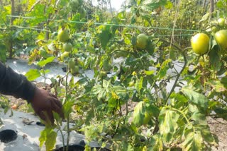 brinjal tomato same plant