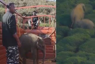 Elephant Reunited With Mother
