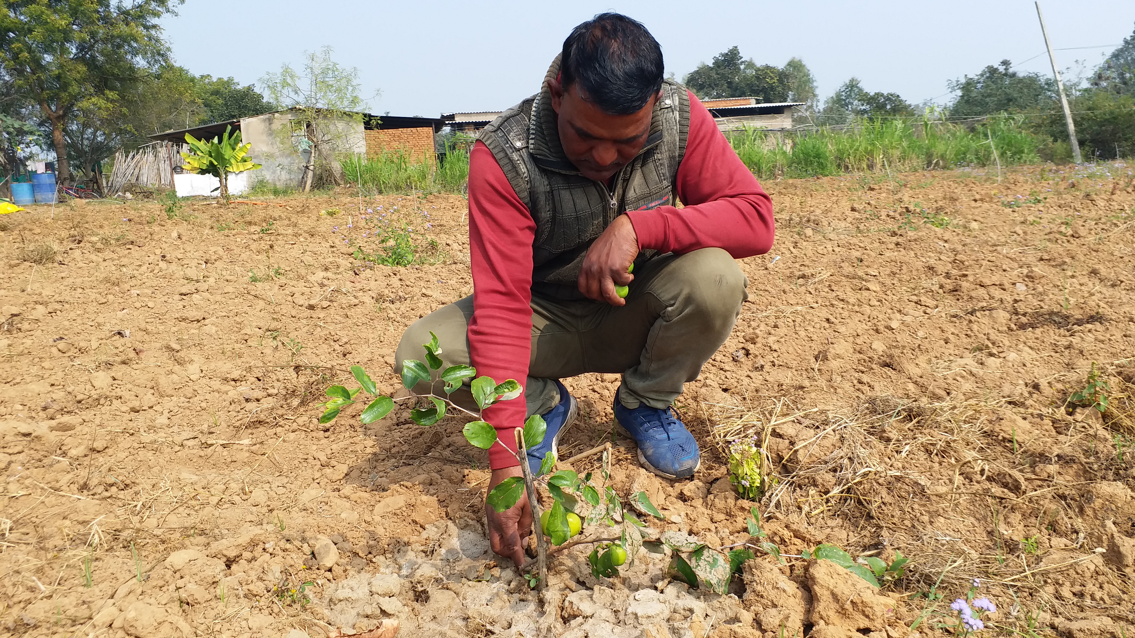 Apple Ber Farming