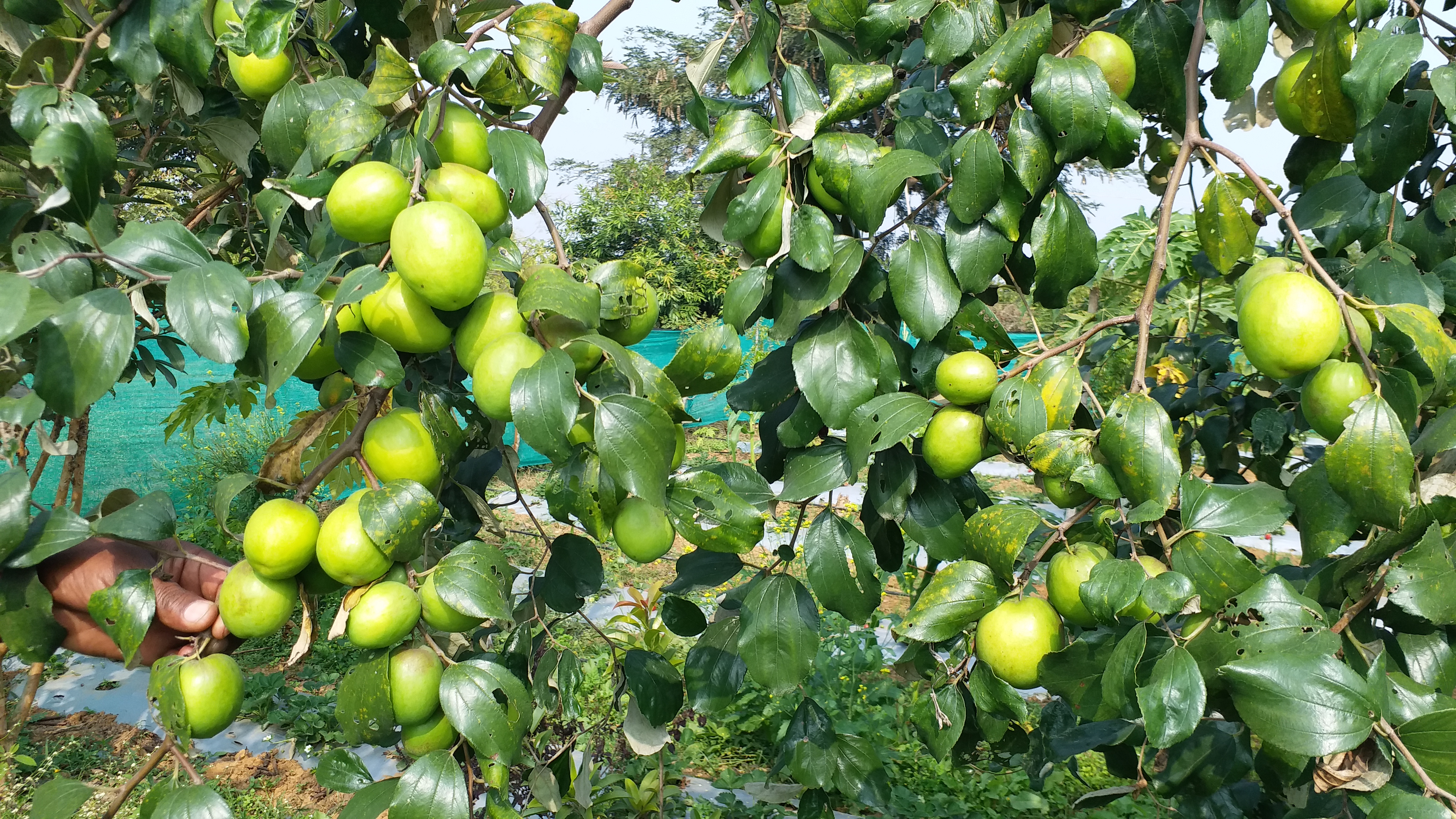 Apple Ber Farming