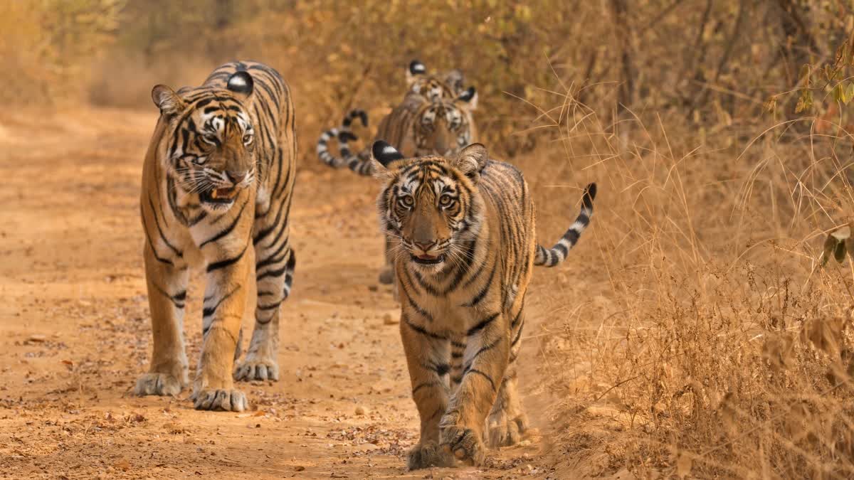 WILDLIFE ANNUAL CENSUS IN KANHA