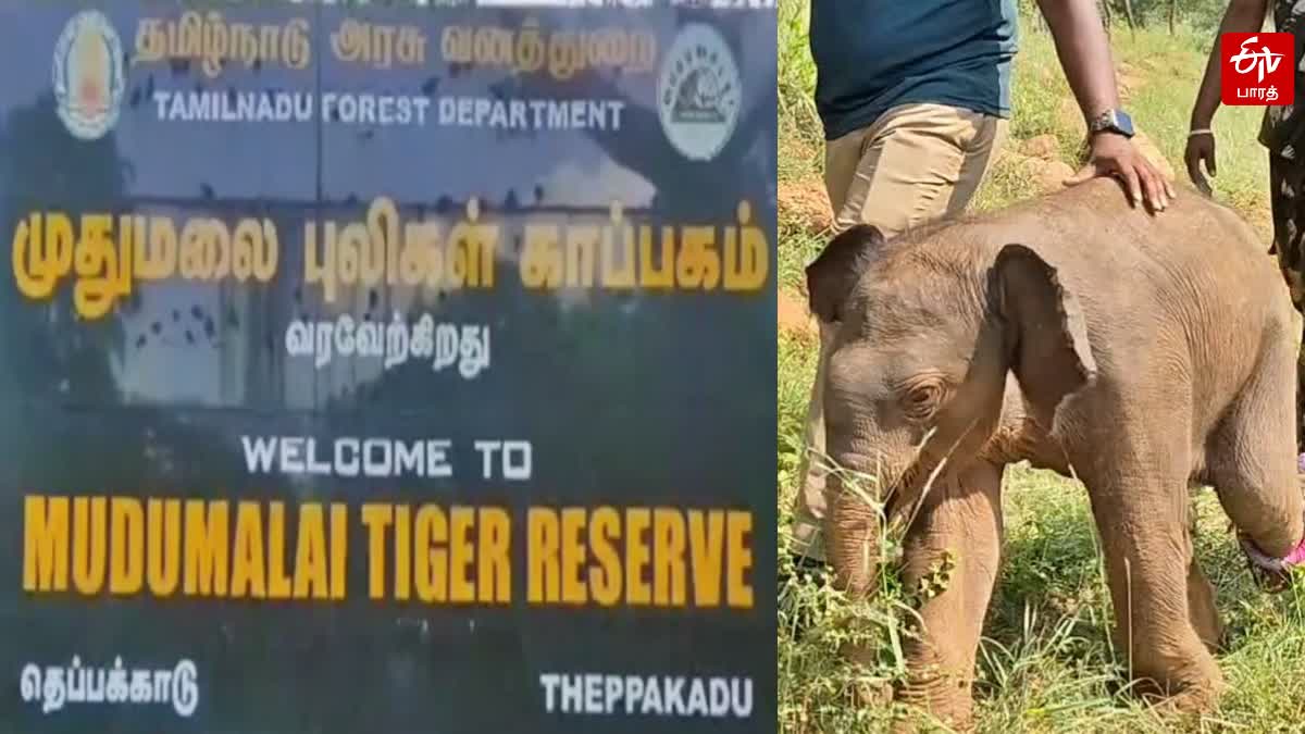 முதுமலை புலிகள் காப்பகம் பெயர் பலகை, தாயை இழந்த ஒரு மாத குட்டி யானை