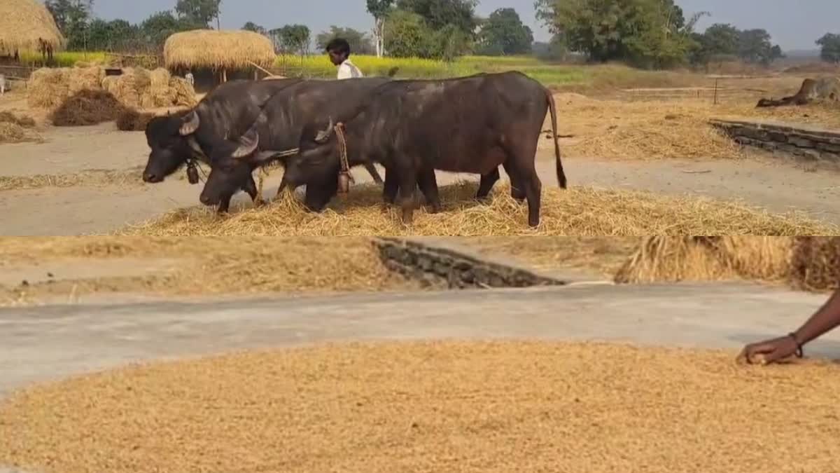 TRADITIONAL FARMING METHODS