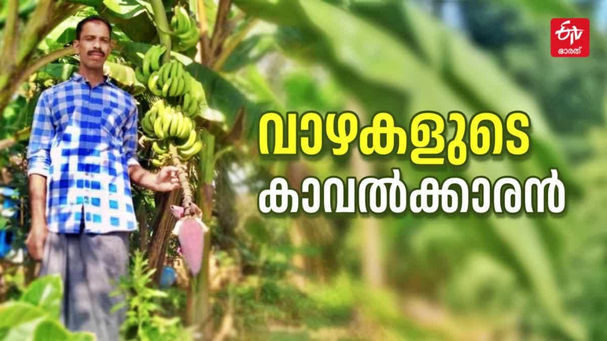 VARIETIES OF BANANA TREE  BANANA TREE FARMING OF NISHANTH  FARMER NISHANTH KOZHIKODE  നിഷാന്തിന്‍റെ വാഴ കൃഷി