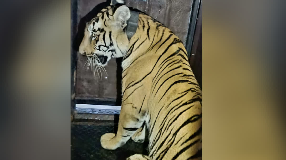 Tigress Zeenat Refuses To Food At Kolkata Zoo; To Be Shifted To Simlipal Through Green Corridor