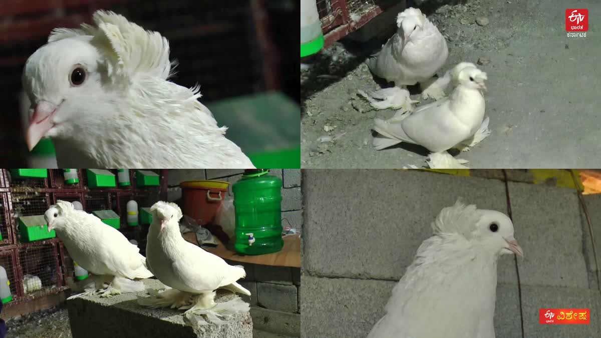 HAVERI  PIGEONS  ಪಾರಿವಾಳ  ಮೌಲಾಲಿ PIGEON BREEDING HOBBY