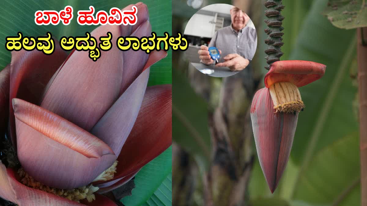 BANANA FLOWER FOR DIABETES  LOWER BLOOD SUGAR  BLOOD SUGAR CONTROL  DIABETES DIET