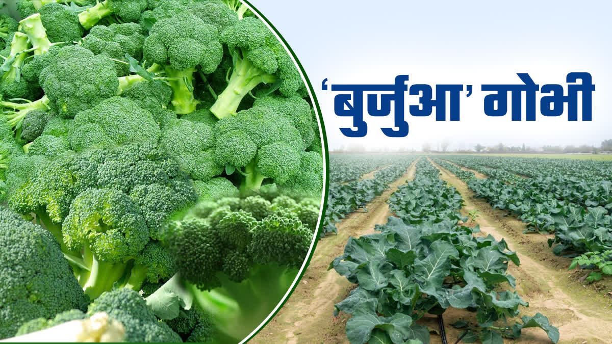 BROCCOLI CULTIVATION METHOD