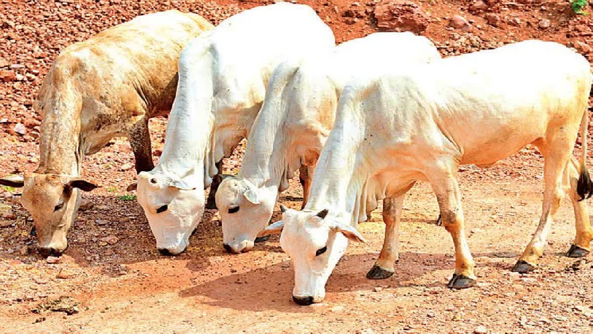 The Maternal Bond Of The Cow Calf