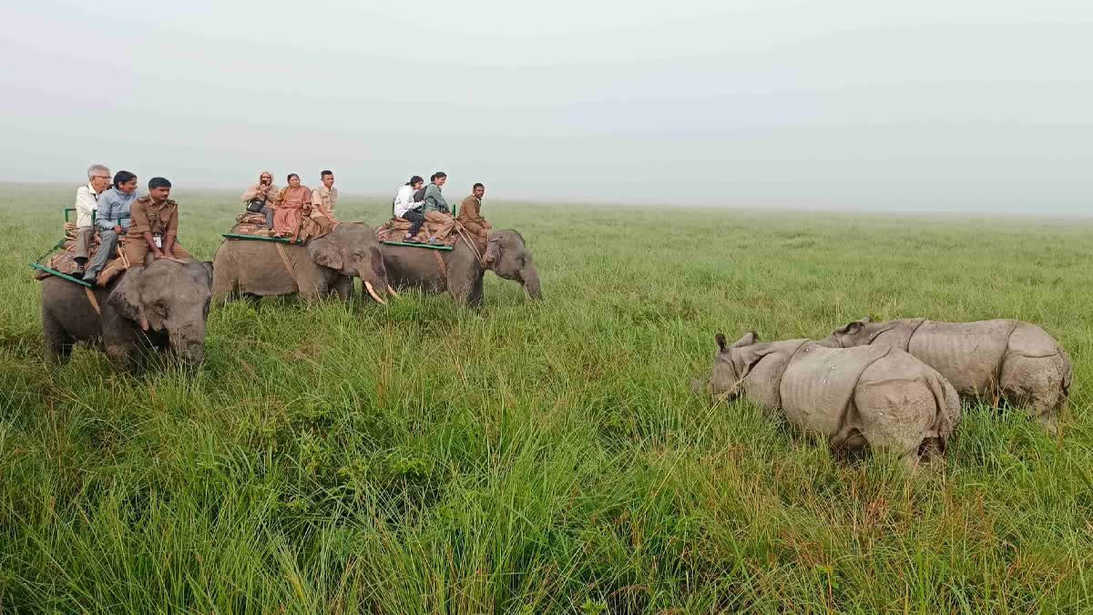 Wildlife Reclaiming Lost Habitats In Assam As Govt Tackles Anthropogenic Pressure