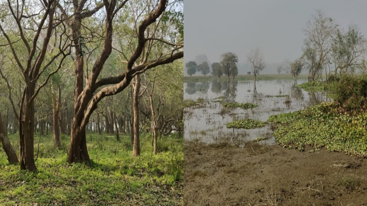 Rhino free movement again in two sanctuaries, which have been deserted three times