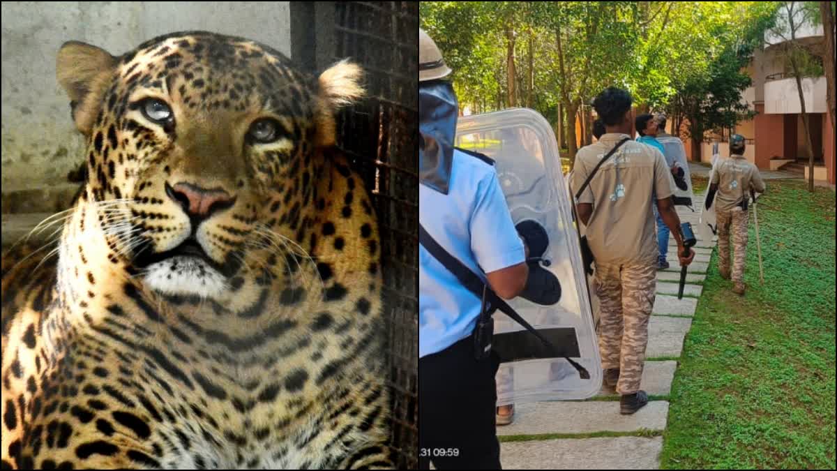 Leopard spotted at Infosys Campus in Mysuru Employees instructed to work from home