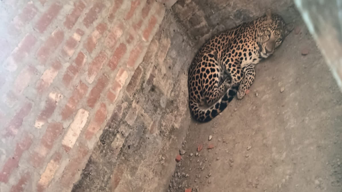 Leopard scare in Nagaon town on first day of New Year