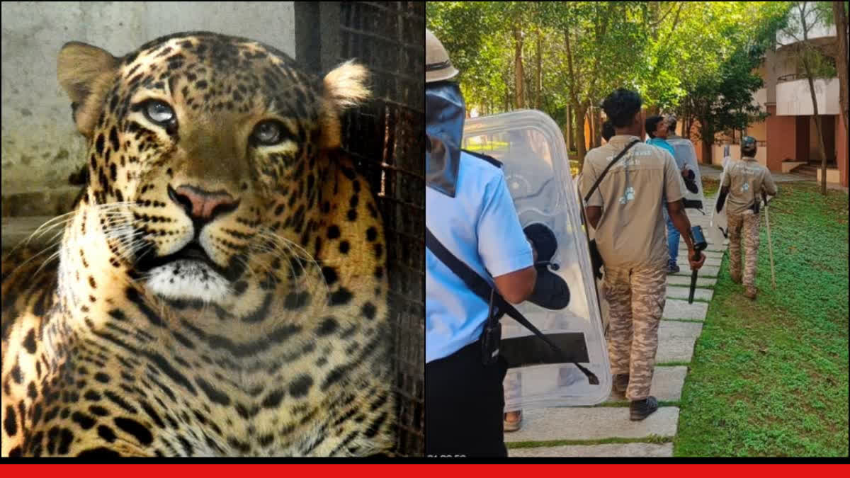 Fear grips Infosys campus in Mysuru, Karnataka after leopard spotted