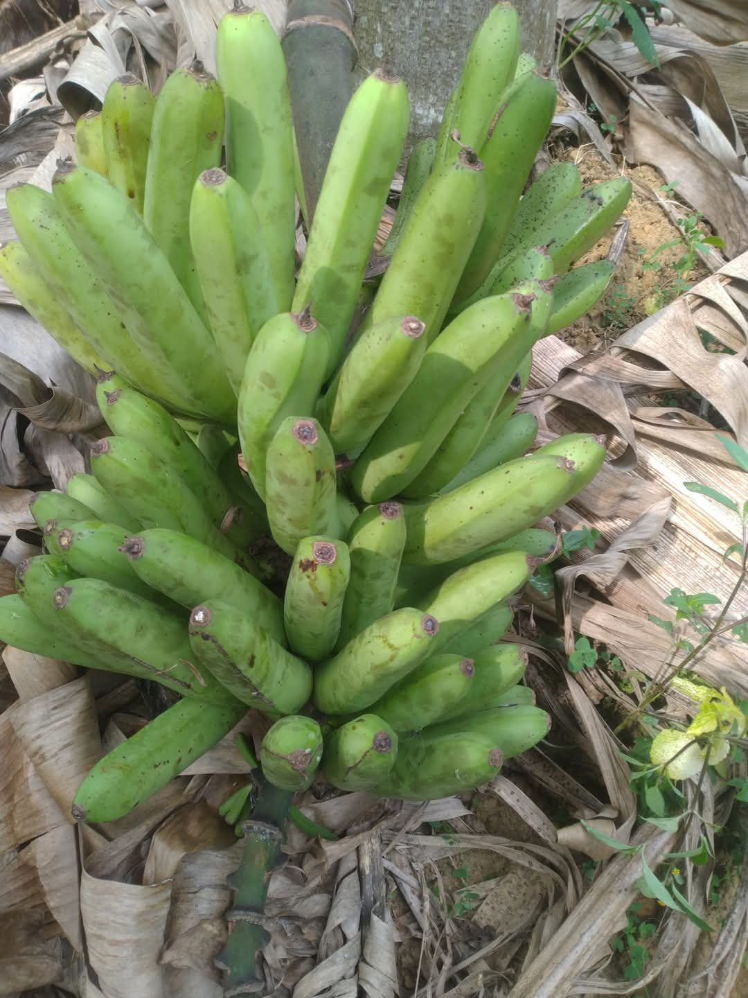 VARIETIES OF BANANA TREE  BANANA TREE FARMING OF NISHANTH  FARMER NISHANTH KOZHIKODE  നിഷാന്തിന്‍റെ വാഴ കൃഷി