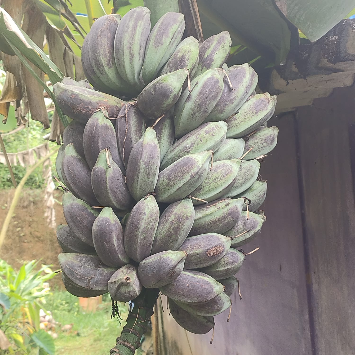 VARIETIES OF BANANA TREE  BANANA TREE FARMING OF NISHANTH  FARMER NISHANTH KOZHIKODE  നിഷാന്തിന്‍റെ വാഴ കൃഷി