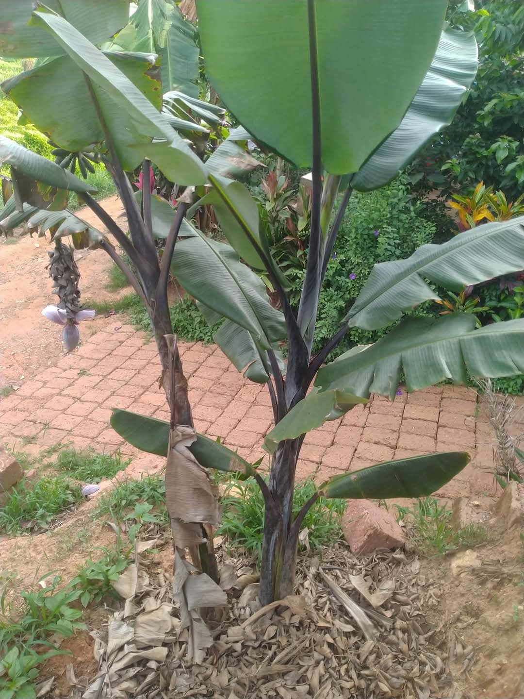 VARIETIES OF BANANA TREE  BANANA TREE FARMING OF NISHANTH  FARMER NISHANTH KOZHIKODE  നിഷാന്തിന്‍റെ വാഴ കൃഷി