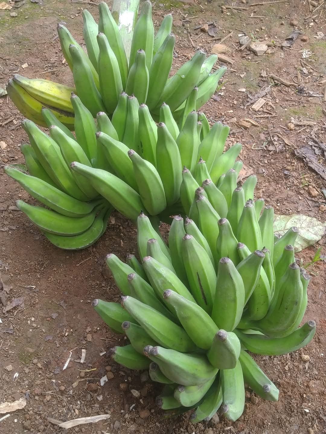 VARIETIES OF BANANA TREE  BANANA TREE FARMING OF NISHANTH  FARMER NISHANTH KOZHIKODE  നിഷാന്തിന്‍റെ വാഴ കൃഷി