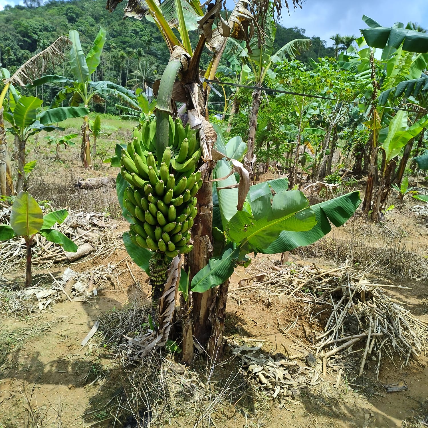 VARIETIES OF BANANA TREE  BANANA TREE FARMING OF NISHANTH  FARMER NISHANTH KOZHIKODE  നിഷാന്തിന്‍റെ വാഴ കൃഷി