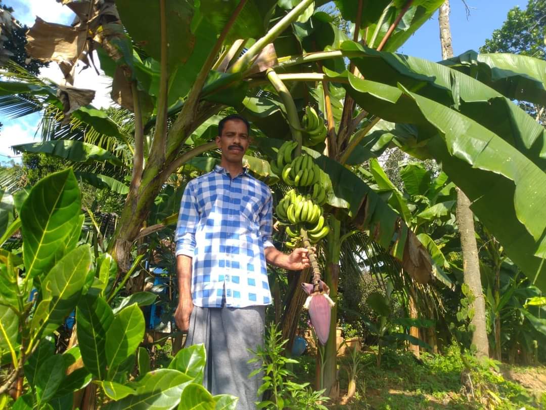 VARIETIES OF BANANA TREE  BANANA TREE FARMING OF NISHANTH  FARMER NISHANTH KOZHIKODE  നിഷാന്തിന്‍റെ വാഴ കൃഷി