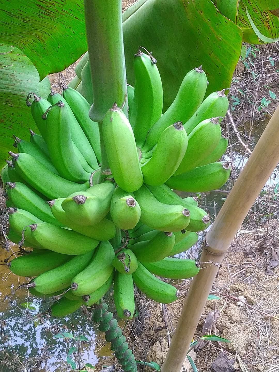 VARIETIES OF BANANA TREE  BANANA TREE FARMING OF NISHANTH  FARMER NISHANTH KOZHIKODE  നിഷാന്തിന്‍റെ വാഴ കൃഷി