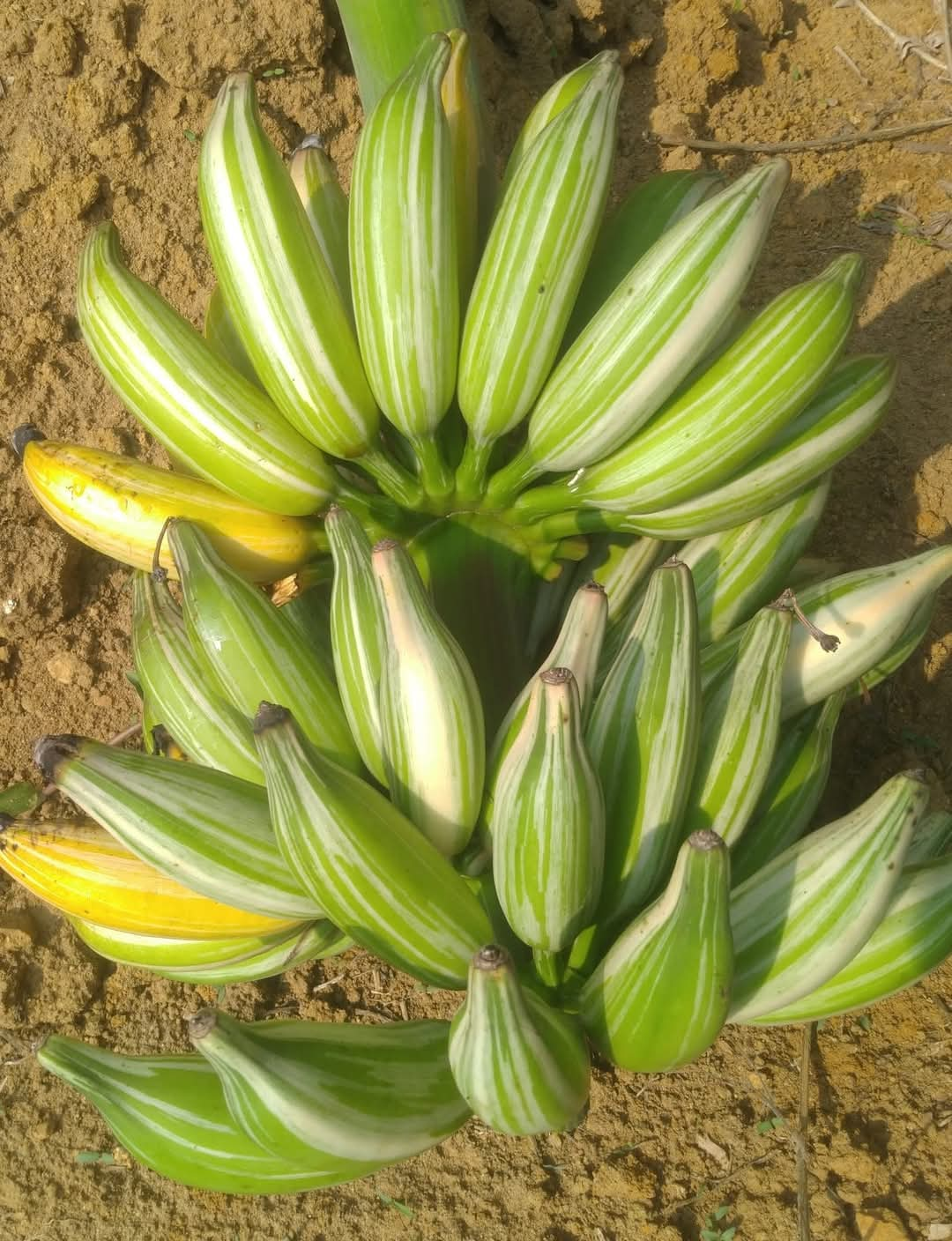 VARIETIES OF BANANA TREE  BANANA TREE FARMING OF NISHANTH  FARMER NISHANTH KOZHIKODE  നിഷാന്തിന്‍റെ വാഴ കൃഷി