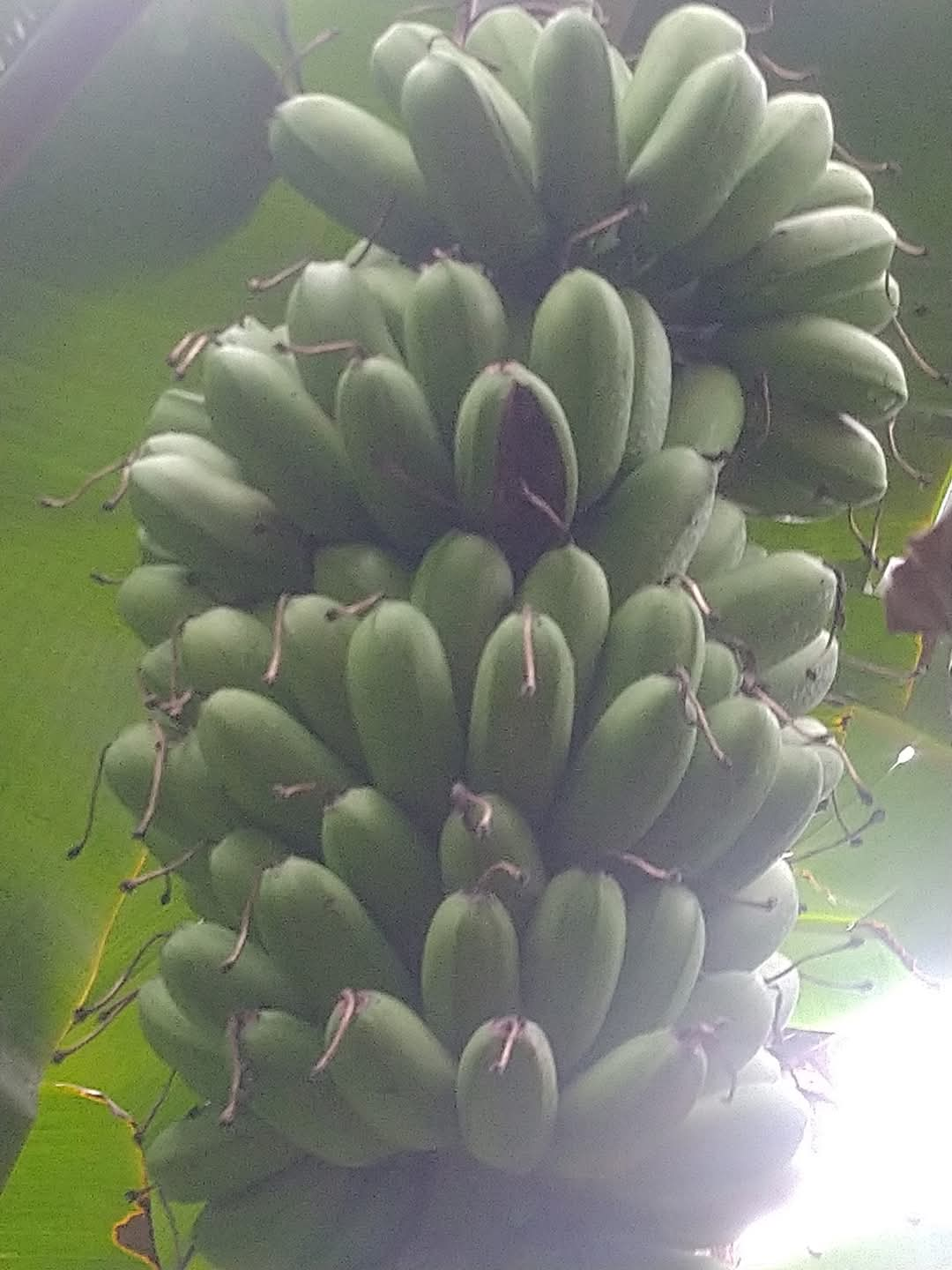 VARIETIES OF BANANA TREE  BANANA TREE FARMING OF NISHANTH  FARMER NISHANTH KOZHIKODE  നിഷാന്തിന്‍റെ വാഴ കൃഷി