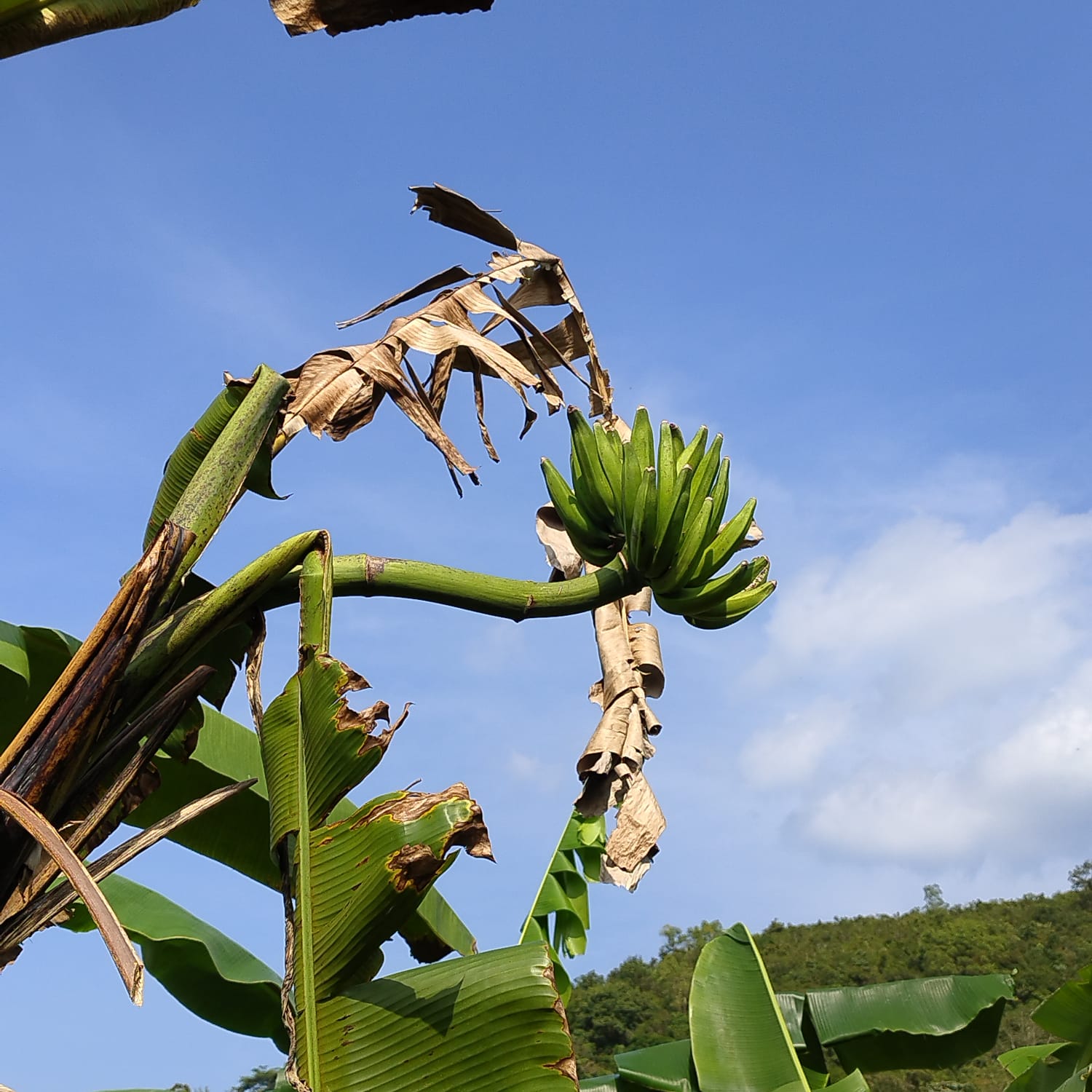 VARIETIES OF BANANA TREE  BANANA TREE FARMING OF NISHANTH  FARMER NISHANTH KOZHIKODE  നിഷാന്തിന്‍റെ വാഴ കൃഷി