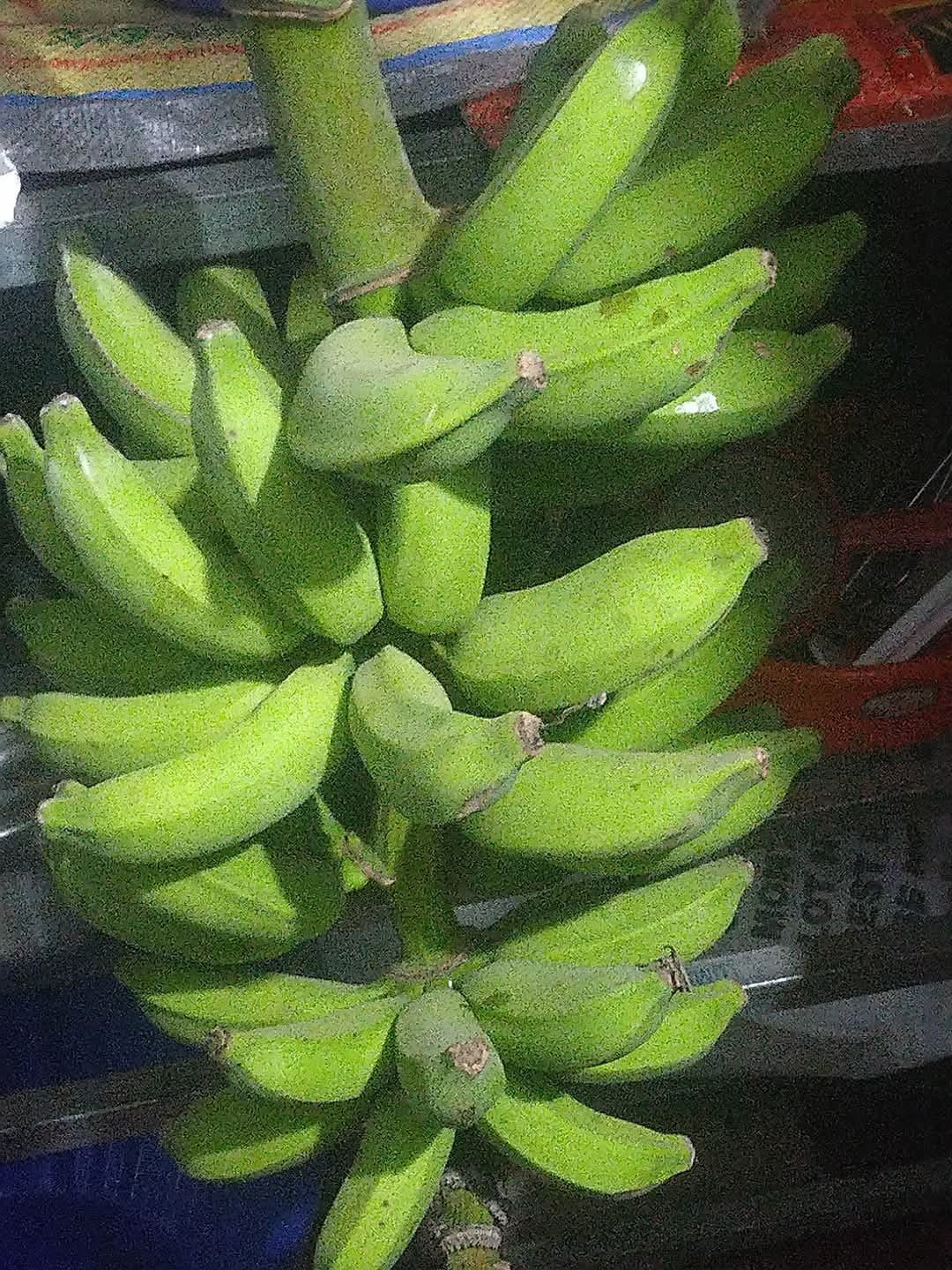 VARIETIES OF BANANA TREE  BANANA TREE FARMING OF NISHANTH  FARMER NISHANTH KOZHIKODE  നിഷാന്തിന്‍റെ വാഴ കൃഷി