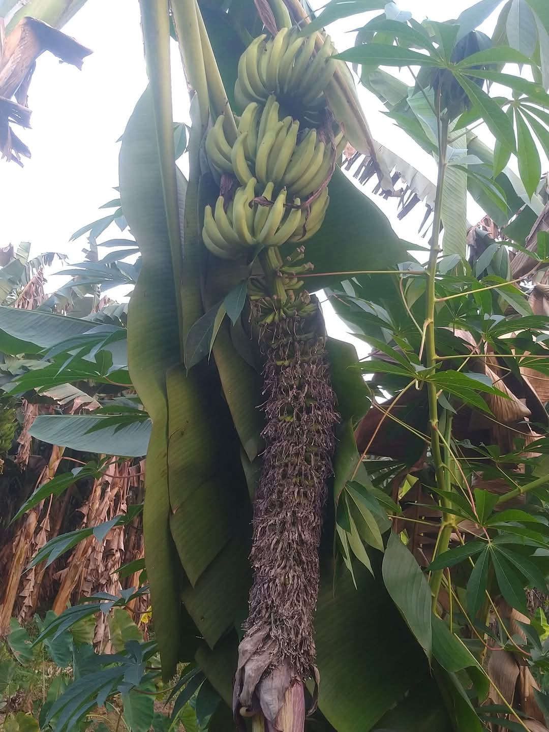 VARIETIES OF BANANA TREE  BANANA TREE FARMING OF NISHANTH  FARMER NISHANTH KOZHIKODE  നിഷാന്തിന്‍റെ വാഴ കൃഷി