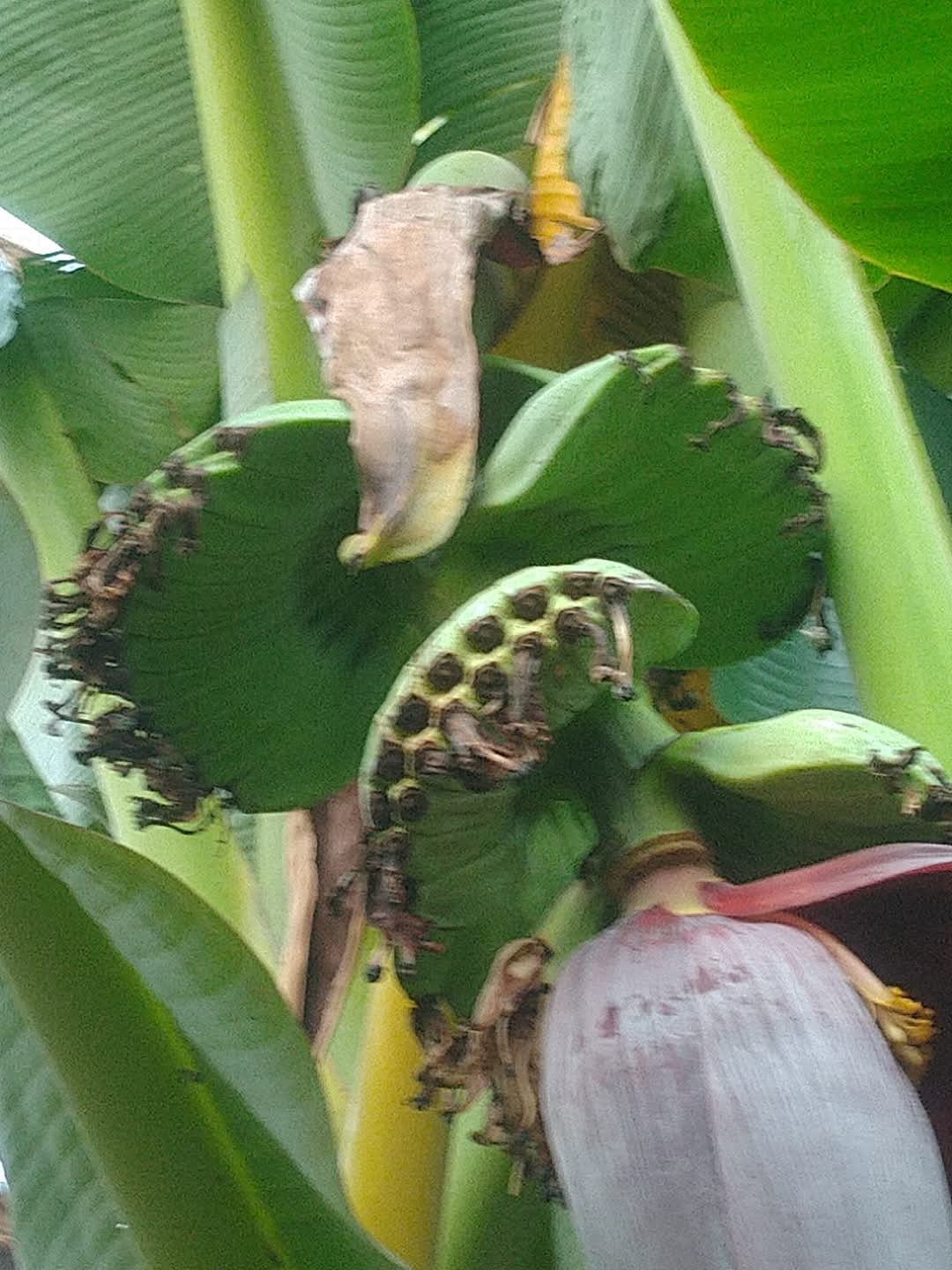 VARIETIES OF BANANA TREE  BANANA TREE FARMING OF NISHANTH  FARMER NISHANTH KOZHIKODE  നിഷാന്തിന്‍റെ വാഴ കൃഷി