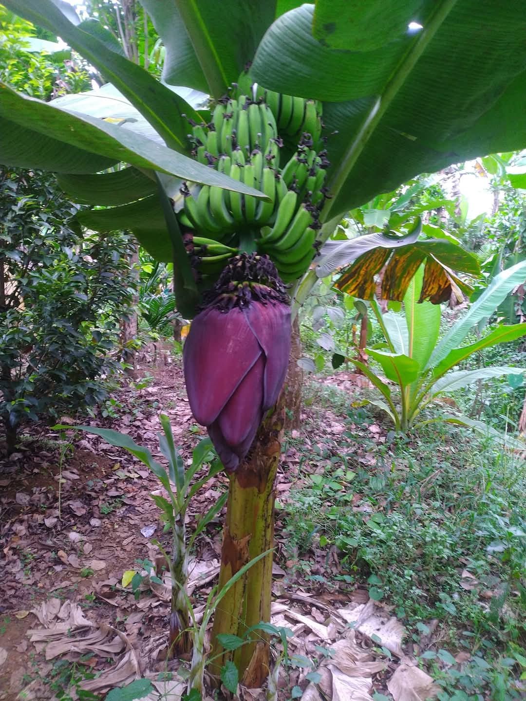 VARIETIES OF BANANA TREE  BANANA TREE FARMING OF NISHANTH  FARMER NISHANTH KOZHIKODE  നിഷാന്തിന്‍റെ വാഴ കൃഷി