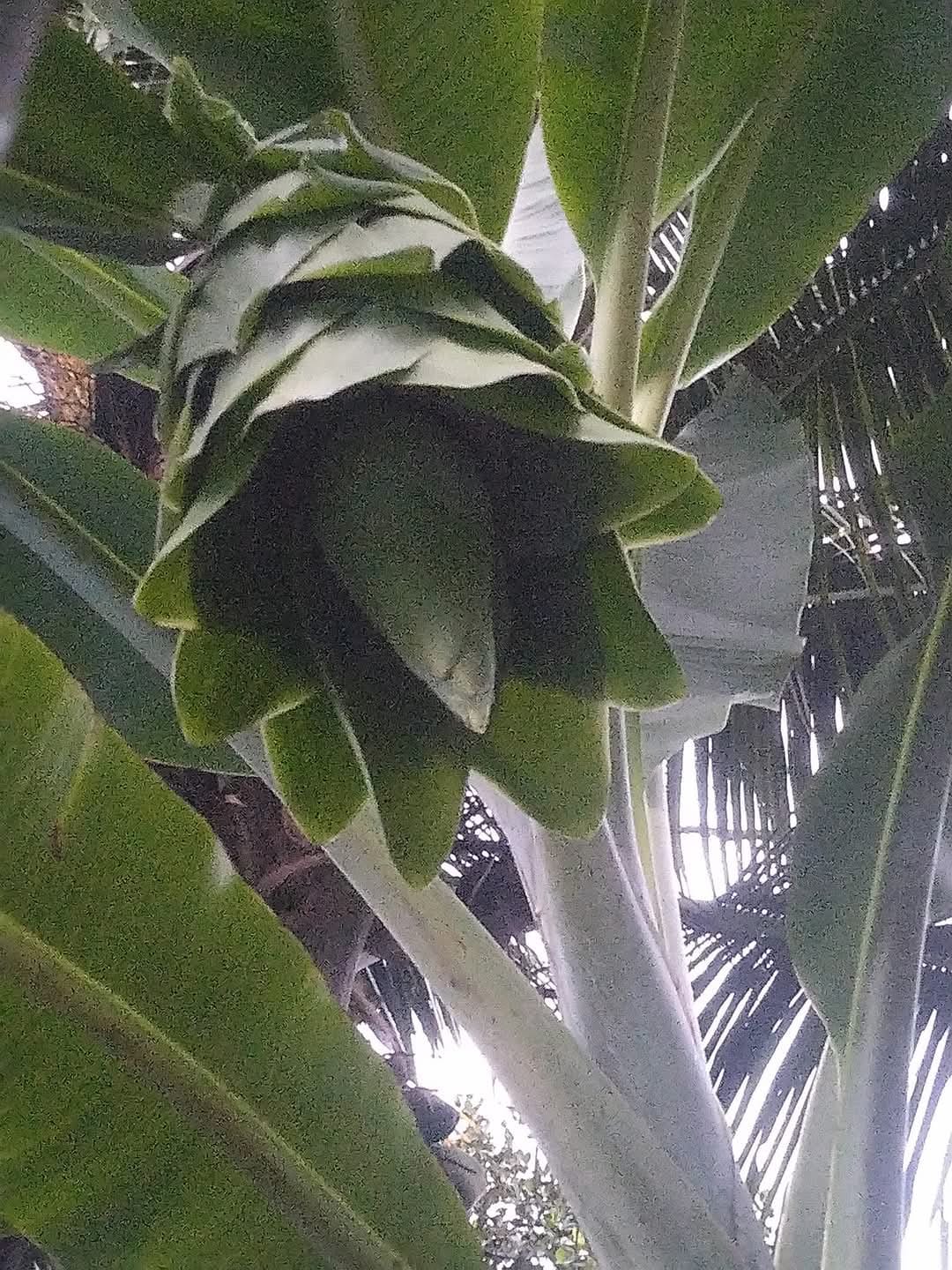 VARIETIES OF BANANA TREE  BANANA TREE FARMING OF NISHANTH  FARMER NISHANTH KOZHIKODE  നിഷാന്തിന്‍റെ വാഴ കൃഷി