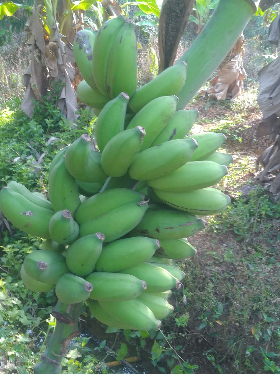 VARIETIES OF BANANA TREE  BANANA TREE FARMING OF NISHANTH  FARMER NISHANTH KOZHIKODE  നിഷാന്തിന്‍റെ വാഴ കൃഷി