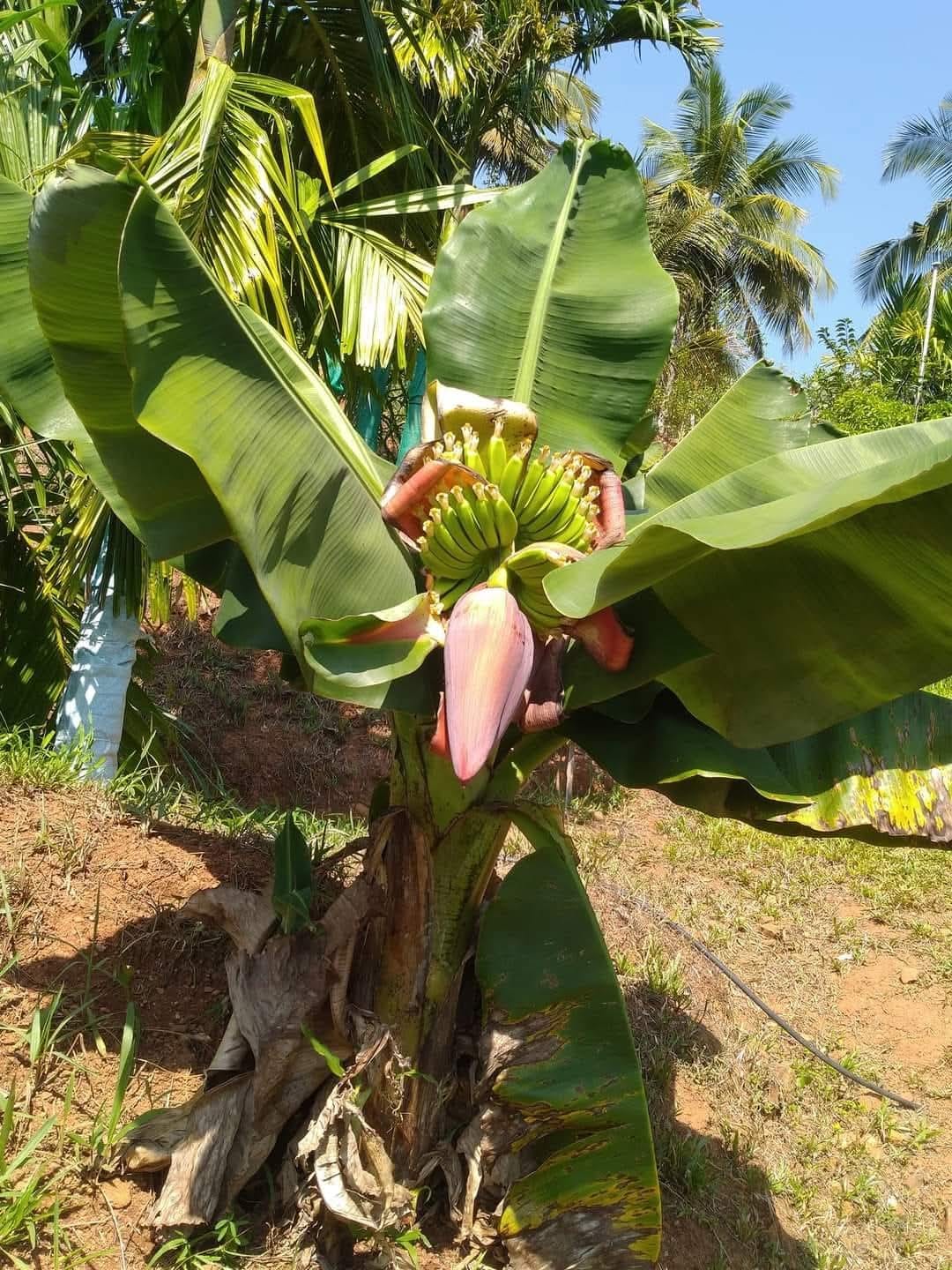 VARIETIES OF BANANA TREE  BANANA TREE FARMING OF NISHANTH  FARMER NISHANTH KOZHIKODE  നിഷാന്തിന്‍റെ വാഴ കൃഷി