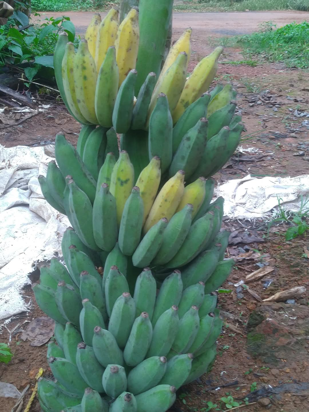 VARIETIES OF BANANA TREE  BANANA TREE FARMING OF NISHANTH  FARMER NISHANTH KOZHIKODE  നിഷാന്തിന്‍റെ വാഴ കൃഷി