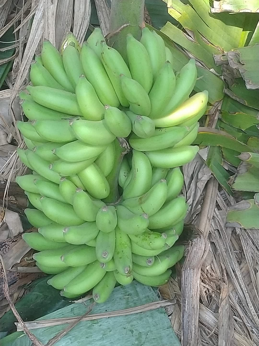 VARIETIES OF BANANA TREE  BANANA TREE FARMING OF NISHANTH  FARMER NISHANTH KOZHIKODE  നിഷാന്തിന്‍റെ വാഴ കൃഷി