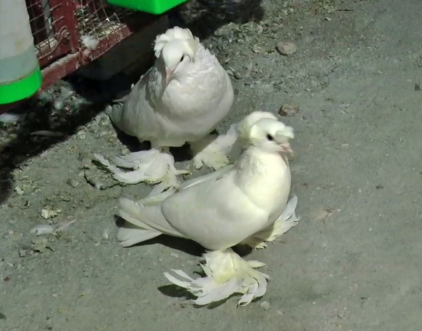 HAVERI  PIGEONS  ಪಾರಿವಾಳ  ಮೌಲಾಲಿ PIGEON BREEDING HOBBY