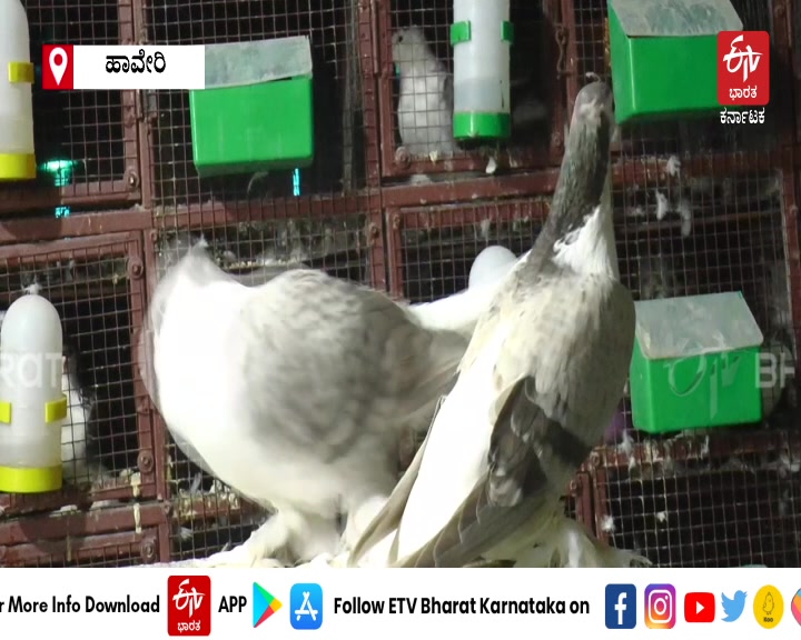 HAVERI  PIGEONS  ಪಾರಿವಾಳ  ಮೌಲಾಲಿ PIGEON BREEDING HOBBY