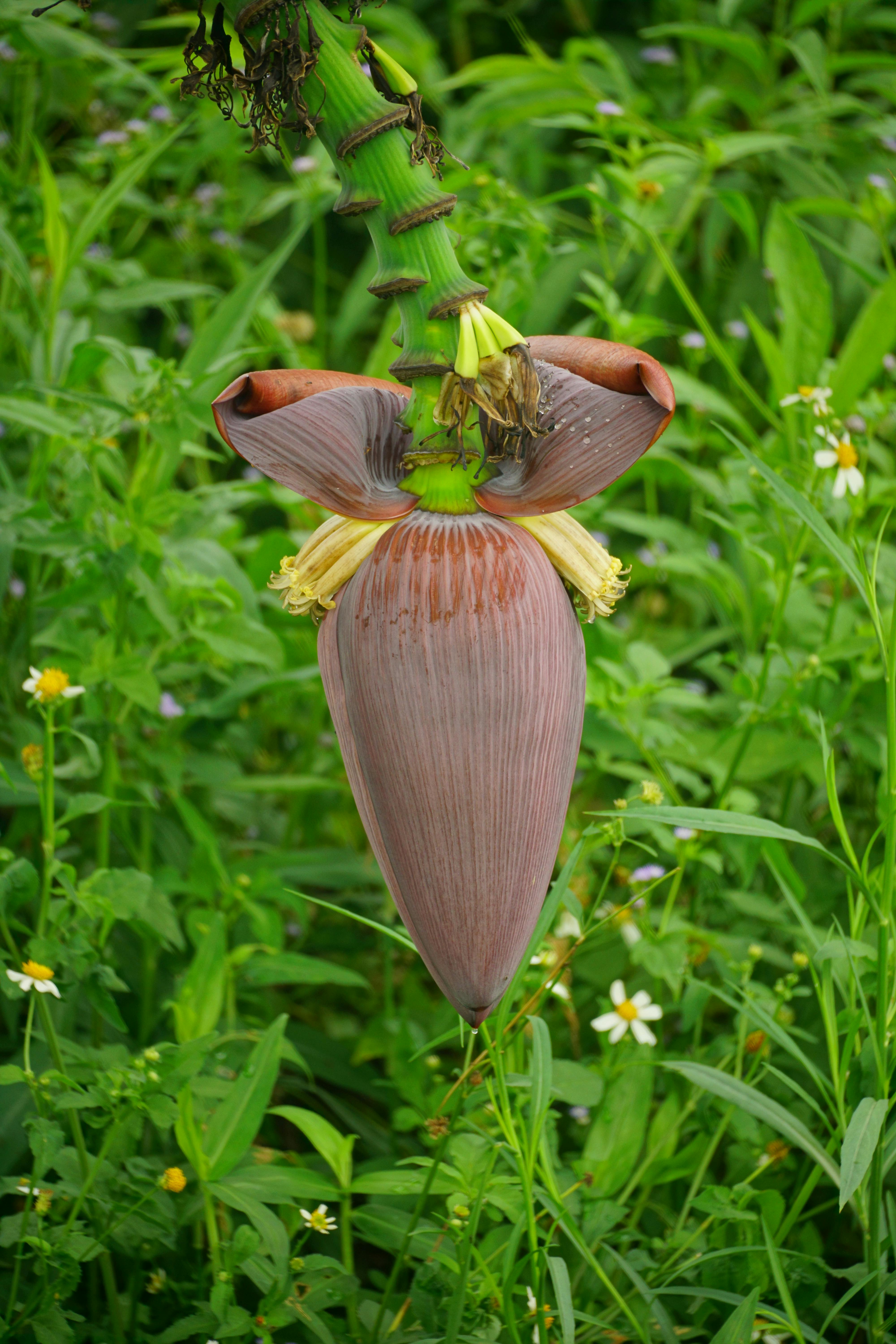 BANANA FLOWER FOR DIABETES  LOWER BLOOD SUGAR  BLOOD SUGAR CONTROL  DIABETES DIET