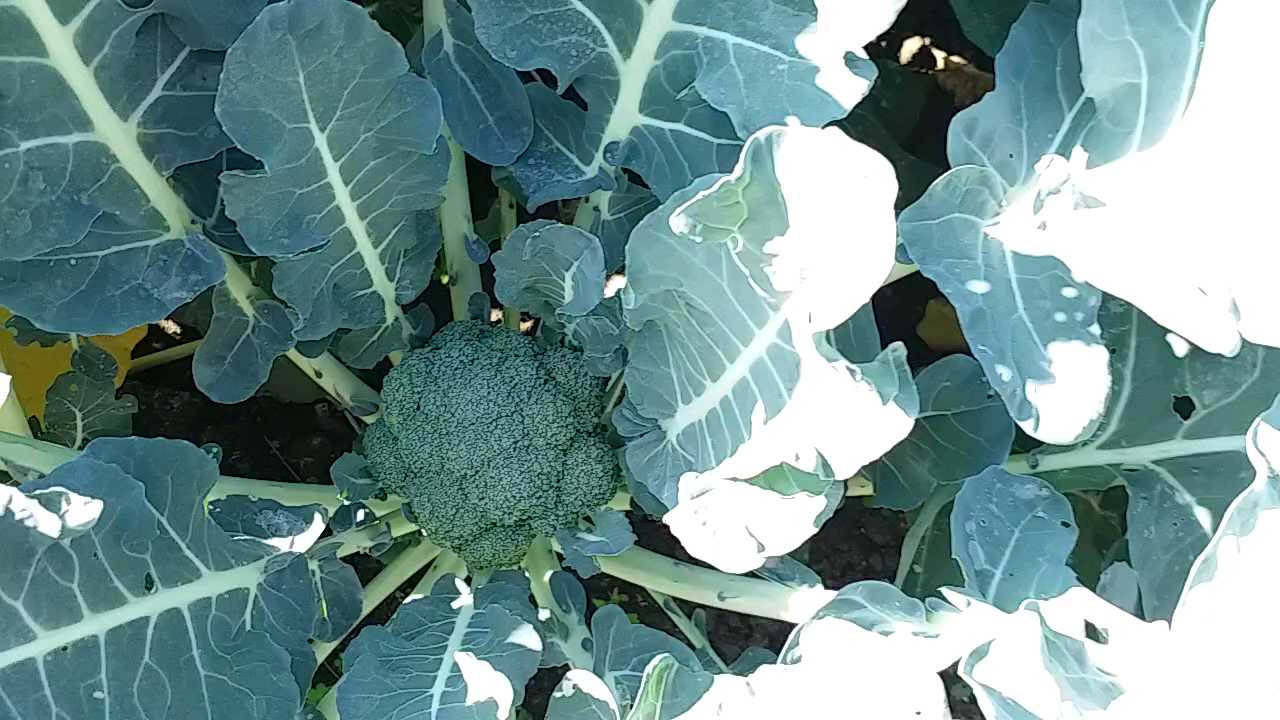 BROCCOLI CULTIVATION LIKE CABBAGE