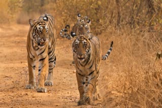 WILDLIFE ANNUAL CENSUS IN KANHA