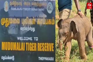 முதுமலை புலிகள் காப்பகம் பெயர் பலகை, தாயை இழந்த ஒரு மாத குட்டி யானை