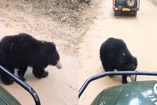 Bear Came In Front Of Tourist