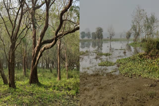 Rhino free movement again in two sanctuaries, which have been deserted three times