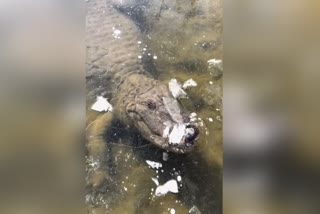 It was so cold that the crocodile froze in the lake water