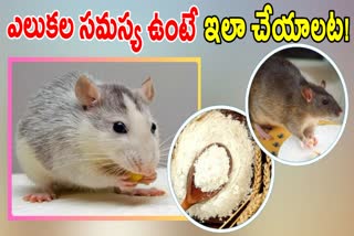 Best Tips to Get Rid of Rats