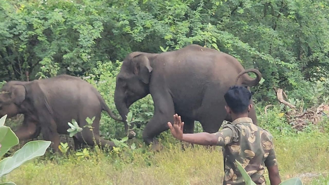 யானைகளைக் காட்டுப் பகுதிக்குள் விரட்டும் வனத்துறை அலுவலர்கள்