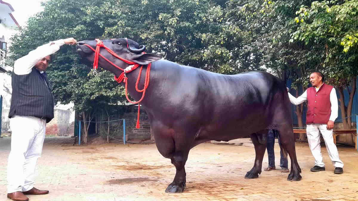 panipat golu 2 buffalo