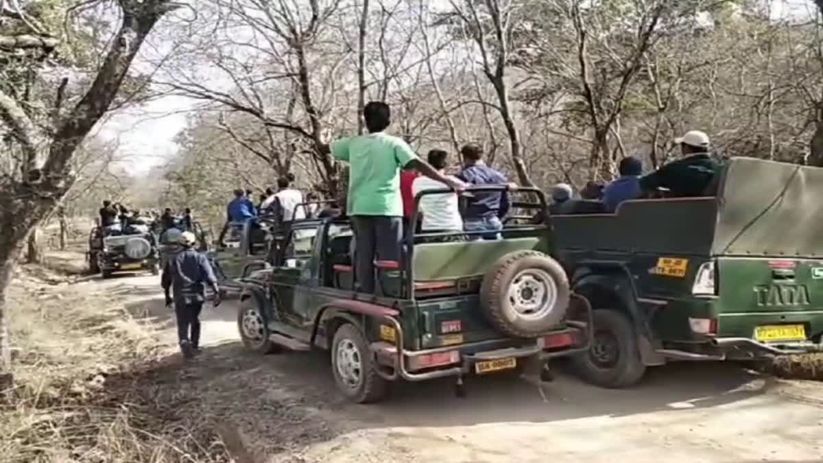 People entered in Panna Tiger Reserve
